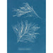 Rhodomela subfusca - Anna Atkins — Ansicht des Kunstwerks