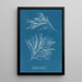 Rhodomela subfusca - Anna Atkins — gerahmtes Bild an der Wand