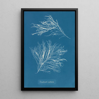 Anna Atkins - Rhodomela subfusca.webp