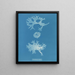 Rhodoménie bifida - Anna Atkins — gerahmtes Bild an der Wand