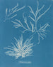 Rhodoménie jubata - Anna Atkins — Ansicht des Kunstwerks