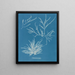 Rhodoménie jubata - Anna Atkins — gerahmtes Bild an der Wand