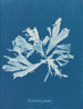 Rhodoménie palmée - Anna Atkins — Ansicht des Kunstwerks