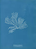 Rhodomenia palmata - Anna Atkins — Ansicht des Kunstwerks