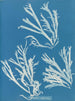 Rhodoménie polycarpe - Anna Atkins — Ansicht des Kunstwerks