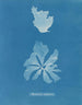 Rhodoménie réniforme - Anna Atkins — Ansicht des Kunstwerks