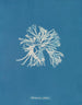 Rhodoménie sobolifera - Anna Atkins — Ansicht des Kunstwerks
