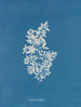 Sargasses vulgaires - Anna Atkins — Ansicht des Kunstwerks