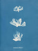 Schizonema dillwynii - Anna Atkins — Ansicht des Kunstwerks