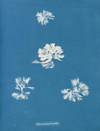 Anna Atkins - Schizonema Grevillii.webp