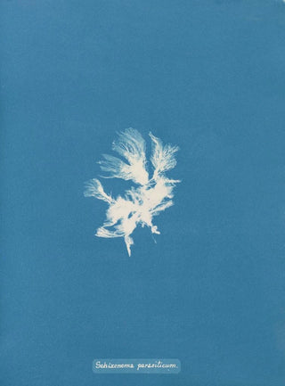 Anna Atkins - Schizonema parasiticum.webp