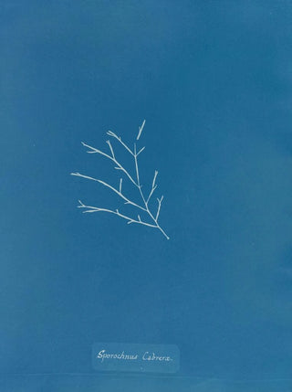 Anna Atkins - Sporochnus Cabrer.webp