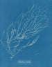 Rhizodes de Sporochnus - Anna Atkins — Ansicht des Kunstwerks