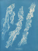 Ulva bullosa - Anna Atkins — Ansicht des Kunstwerks