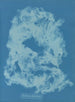 Vaucheria dichotoma - Anna Atkins — Ansicht des Kunstwerks