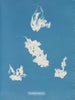 Hafen von Vaucheria - Anna Atkins — Ansicht des Kunstwerks