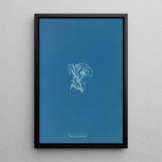 Anna Atkins - Vaucheria racemosa.webp