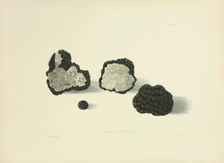 Anna Maria Hussey - Illustrations of British mycology Pl11.webp