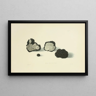 Anna Maria Hussey - Illustrations of British mycology Pl11.webp