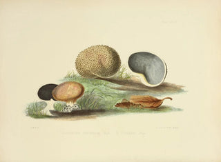 Anna Maria Hussey - Illustrations of British mycology Pl17.webp