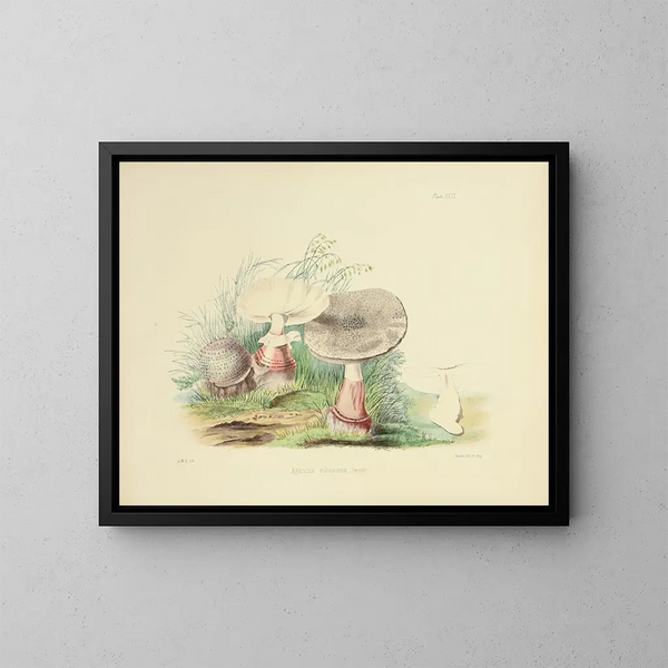Illustrationen der britischen Mykologie Pl23 - Anna Maria Hussey — gerahmtes Bild an der Wand