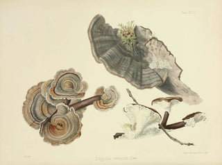 Anna Maria Hussey - Illustrations of British mycology Pl24.webp