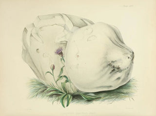 Anna Maria Hussey - Illustrations of British mycology Pl26.webp