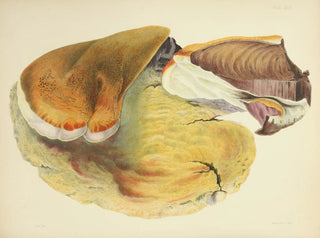 Anna Maria Hussey - Illustrations of British mycology Pl29.webp