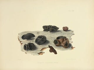 Anna Maria Hussey - Illustrations of British mycology Pl32.webp