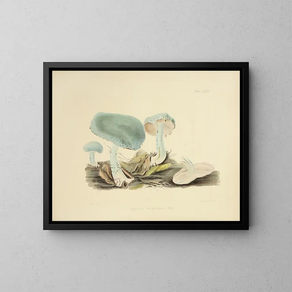 Illustrationen der britischen Mykologie Pl35 - Anna Maria Hussey — gerahmtes Bild an der Wand
