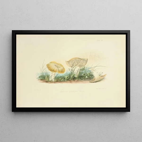 Anna Maria Hussey - Illustrations of British mycology Pl40.webp
