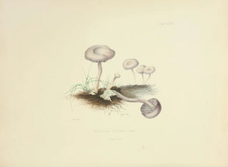 Anna Maria Hussey - Illustrations of British mycology Pl47.webp