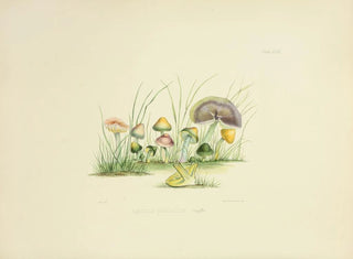 Anna Maria Hussey - Illustrations of British mycology Pl49.webp