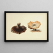 Illustrationen der britischen Mykologie Pl51 - Anna Maria Hussey — gerahmtes Bild an der Wand