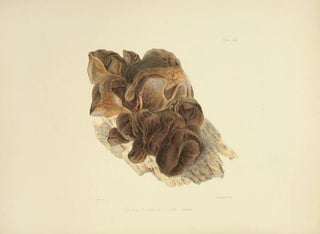 Anna Maria Hussey - Illustrations of British mycology Pl53.webp