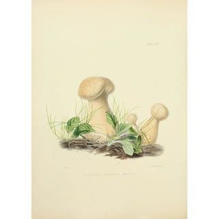 Anna Maria Hussey - Illustrations of British mycology Pl54.webp