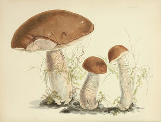 Anna Maria Hussey - Illustrations of British mycology Pl57.webp