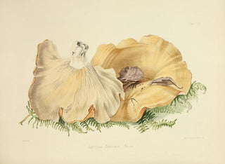 Anna Maria Hussey - Illustrations of British mycology Pl59.webp