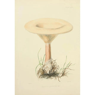 Anna Maria Hussey - Illustrations of British mycology Pl66.webp