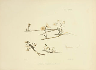 Anna Maria Hussey - Illustrations of British mycology Pl68.webp