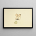 Illustrationen der Britischen Mykologie Pl70 - Anna Maria Hussey — gerahmtes Bild an der Wand