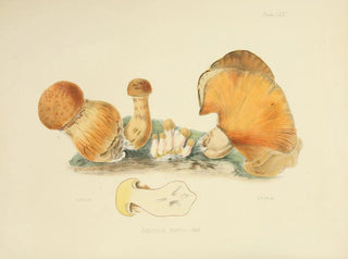 Anna Maria Hussey - Illustrations of British mycology Pl71.webp