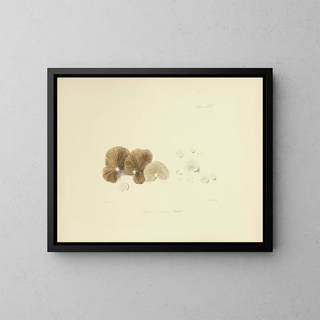 Anna Maria Hussey - Illustrations of British mycology Pl74.webp