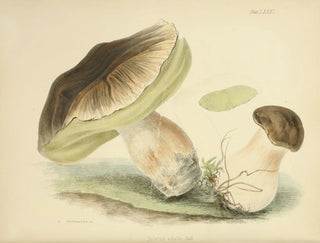 Anna Maria Hussey - Illustrations of British mycology Pl81.webp