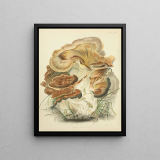 Anna Maria Hussey - Illustrations of British mycology Pl82.webp