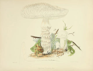 Anna Maria Hussey - Illustrations of British mycology Pl85.webp