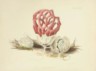 Anna Maria Hussey - Illustrations of British mycology Pl86.webp
