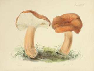 Anna Maria Hussey - Illustrations of British mycology Pl87.webp