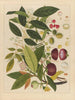 Chinesisches Obst-Aquarell-Album Gemälde Pl02 - Anonym — Ansicht des Kunstwerks