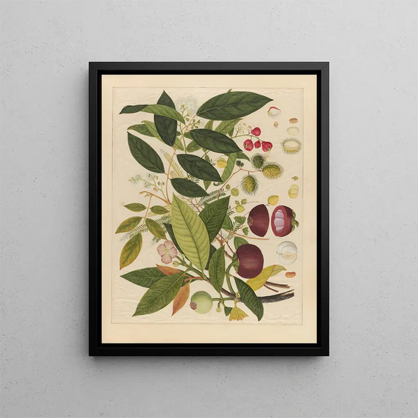 Anonymous - Album of Chinese watercolors of Asian fruits Pl02.webp